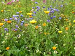 blue and orange wildflowers on the meadow