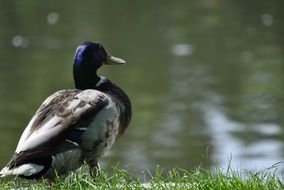 blue-headed drake on the shore of the pond