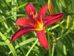 close up photo of red lily on a bush