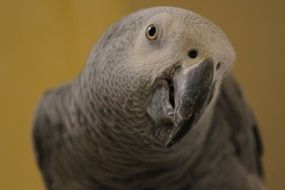 portrait of a grey parrot