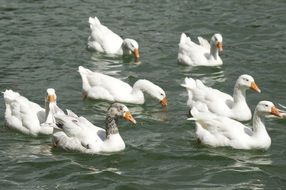 cute white geese on water surface