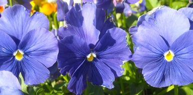 Blue pansy plants