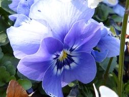 macro shot of beautiful purple flower