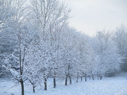 white hoarfrost on an alley of trees in a park