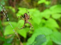 spider in a green forest close up