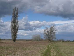 trees in the field and cloudy sky landscape