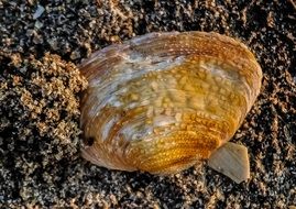 shellfish mussel