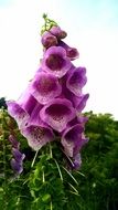 purple dotted flowers close-up