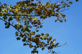 green maple leaves on the blue sky
