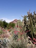 cactus near the rock