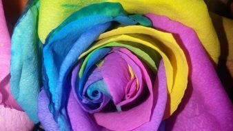 colored rose petals
