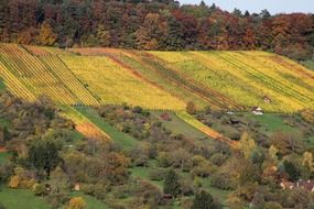 hillside vineyard panorama