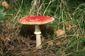 fly agaric mushroom in the forest