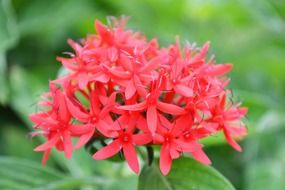 Close-up of the beautiful red wild flowers in Peradeniya in Sri Lanka