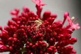 samll light spider on tiny red flowers