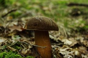 porcini mushroom