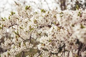 white blooming fresh cherry tree