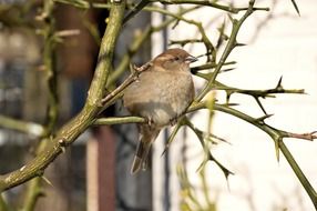 closeup picture of little cute bird on the tree