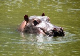 head of a hippopotamus above the surface of the pond