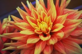 orange dahlia flower closeup