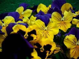 beautiful multi-colored pansies