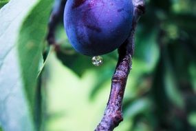 plum fruit