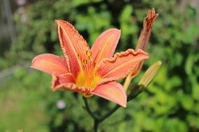 daylily, red flower with buds