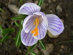 irresistible crocus flower close-up on blurred background