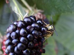 Macro picture of wasp is on a plant