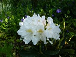 lush white rhododendron on a green bush