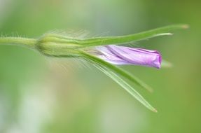 purple color cute flower macro