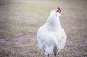 white rooster farm chicken animal