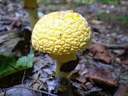 light yellow mushroom