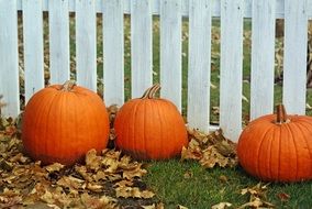 three pumpkins at wooden fence, thanksgiving decoration