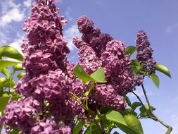spring lilac flower