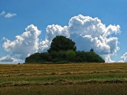 clouds above tree growing among bush at field