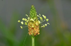 closeup photo of the plantago