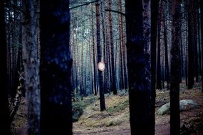 forest in dark colors