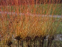 Photo of salix viminalis plants