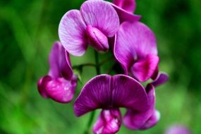 purple orchids flower bloom macro