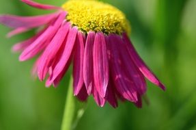 pink summer flower in the green grass