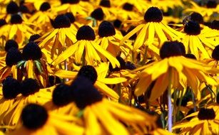 Sun hats of the flowers