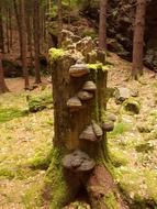 many mushrooms on a stump in the forest