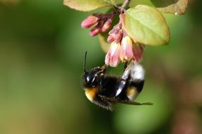hummel insect on a blossom close-up on blurred background
