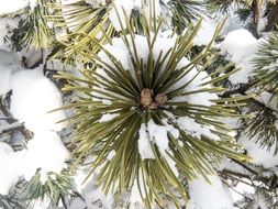 needles on a pine branch