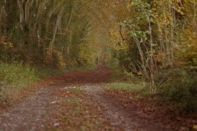 track through forest at autumn