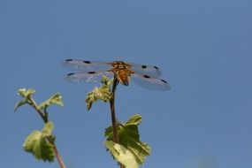 dragonfly on green leaves macro