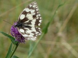 Checkered butterfly on flower