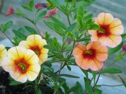 delicate decorative petunias