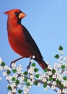male red cardinal bird